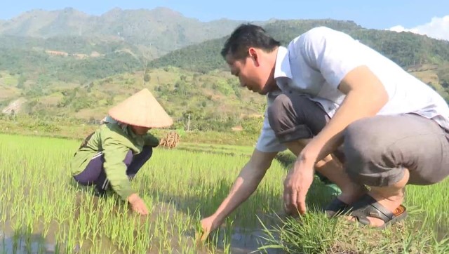 Nông dân Lay Nưa xuống đồng tỉa dặm, chăm sóc lúa Đông Xuân